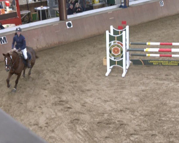 Reitturnier Bad Salzuflen 2024