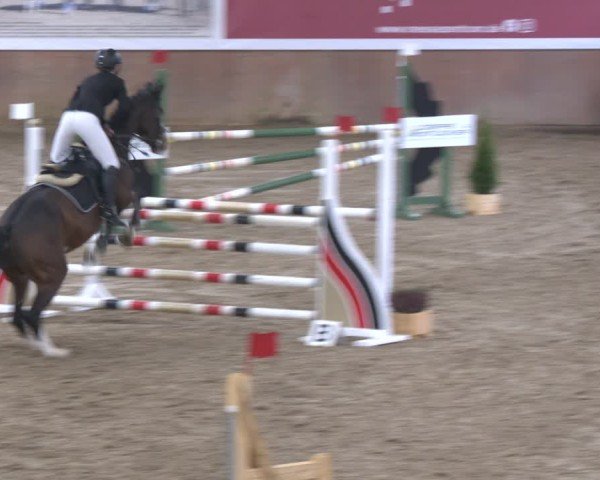 Reitturnier Bad Salzuflen 2024