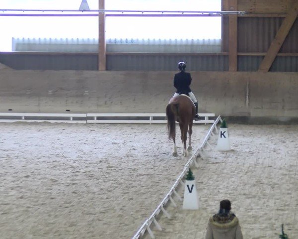 Reitturnier Schaffhausen 2024
