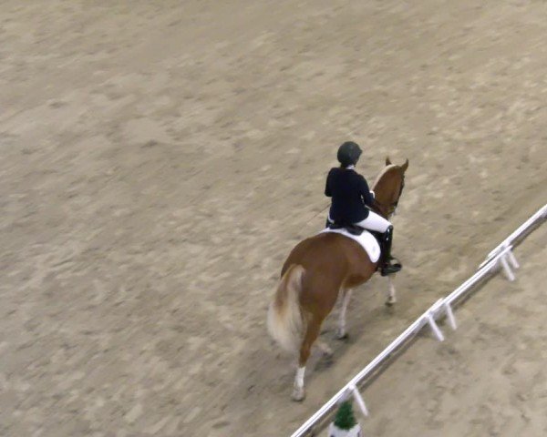 Reitturnier Schaffhausen 2024