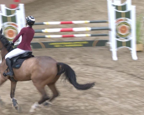 Reitturnier Bad Salzuflen 2024