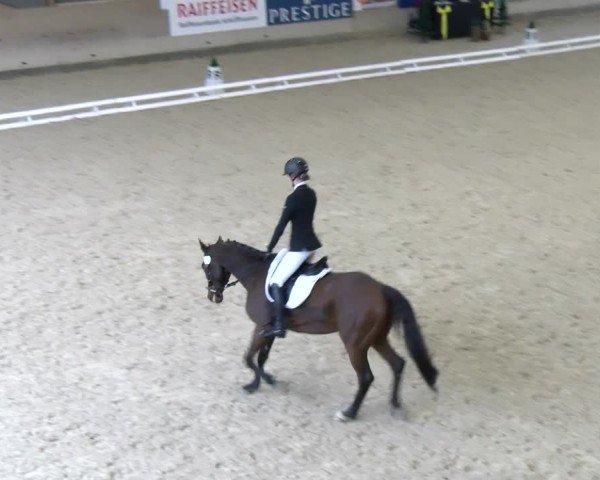 Reitturnier Schaffhausen 2024