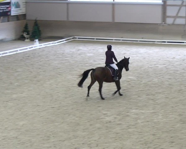 Reitturnier Schaffhausen 2024