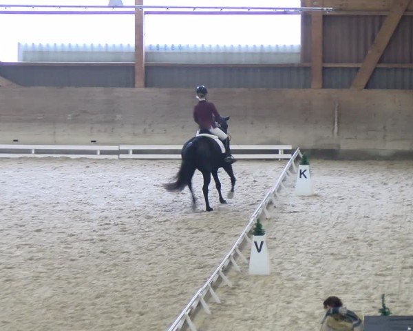 Reitturnier Schaffhausen 2024