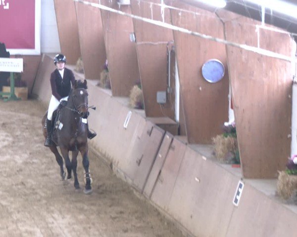 Reitturnier Bad Salzuflen 2024