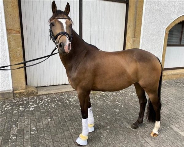 horse Coco Chanel 275 (German Riding Pony, 2013, from FS Champion de Luxe)