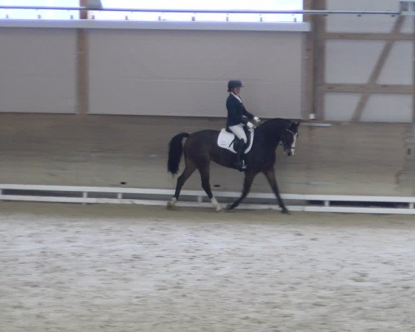 Reitturnier Schaffhausen 2024