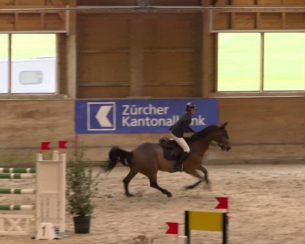 Reitturnier Rüti 2024