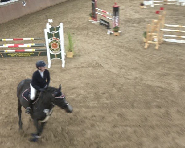Reitturnier Bad Salzuflen 2024