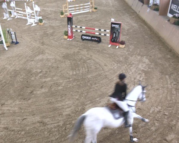 Reitturnier Bad Salzuflen 2024