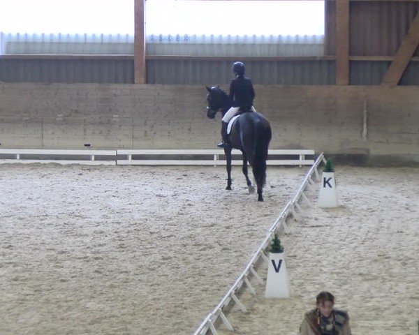 Reitturnier Schaffhausen 2024