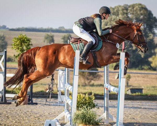 jumper Viola 319 (Zangersheide riding horse, 2018, from Vivaldi du Seigneur)