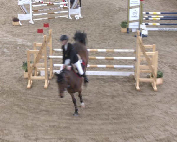 Reitturnier Bad Salzuflen 2024