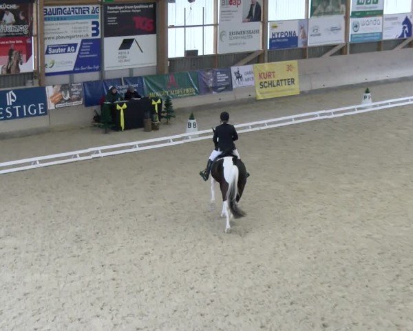 Reitturnier Schaffhausen 2024