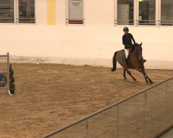 Reitturnier Stadl-Paura 2024