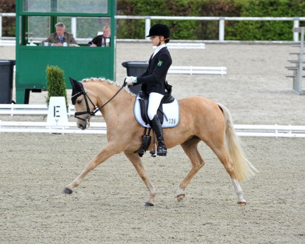 dressage horse White Love B (German Riding Pony, 2008, from White Gold B)
