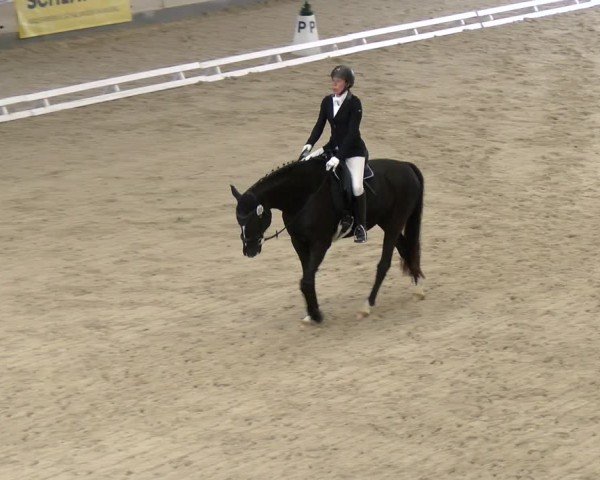 Reitturnier Schaffhausen 2024