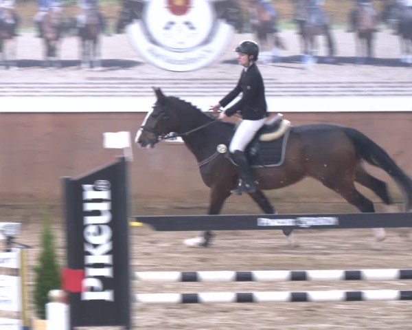 Reitturnier Bad Salzuflen 2024
