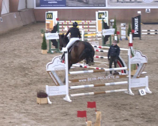 Reitturnier Bad Salzuflen 2024