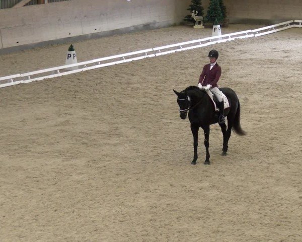 Reitturnier Schaffhausen 2024