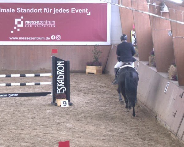 Reitturnier Bad Salzuflen 2024