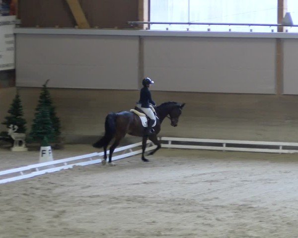 Reitturnier Schaffhausen 2024