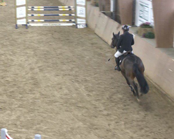 Reitturnier Bad Salzuflen 2024