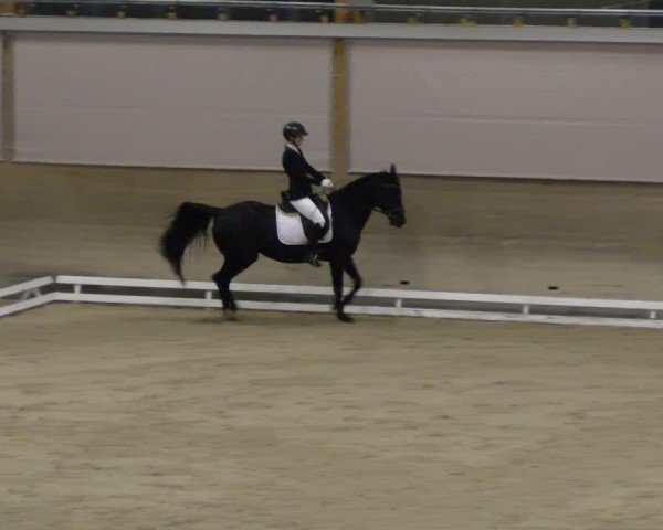 Reitturnier Schaffhausen 2024