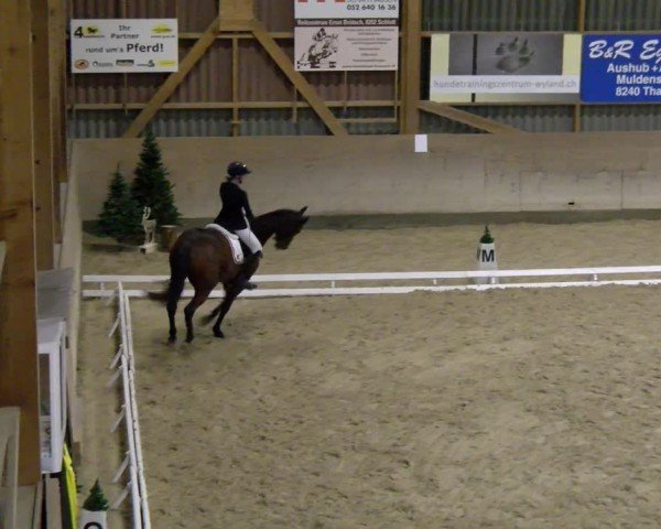Reitturnier Schaffhausen 2024