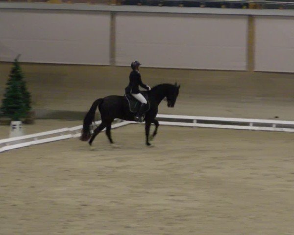 Reitturnier Schaffhausen 2024