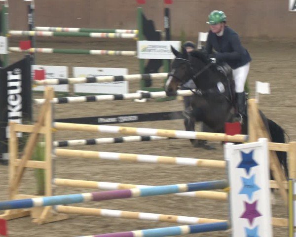 Reitturnier Bad Salzuflen 2024