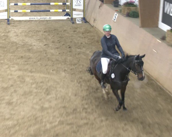 Reitturnier Bad Salzuflen 2024