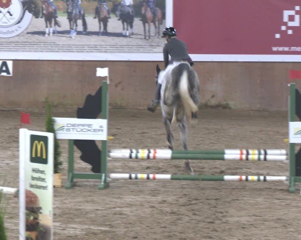 Reitturnier Bad Salzuflen 2024