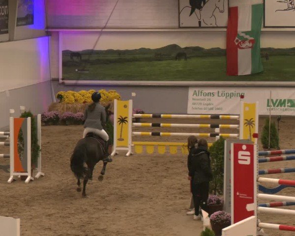 Reitturnier Legden | Ponyturnier 2024