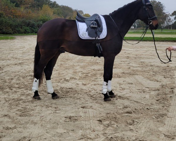 horse Fearless Fawkes (Westphalian, 2019, from Fürst Wallerstein)