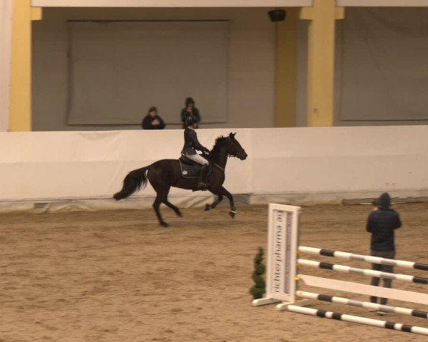 Reitturnier Stadl-Paura 2024