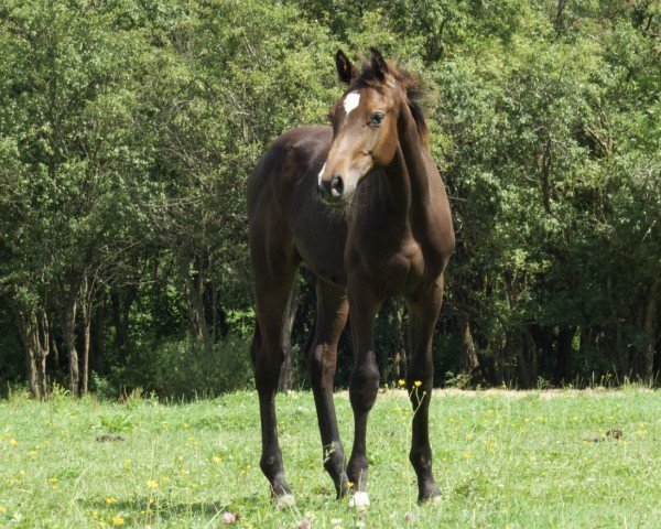 horse Tobago‘s Moose (Holsteiner, 2024, from Tobago Z)
