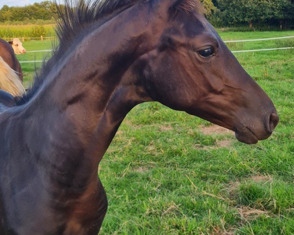 horse Frankenbach Kiano BV (Westphalian, 2024, from Kwahu)