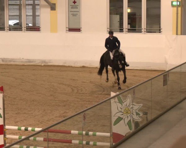 Reitturnier Stadl-Paura 2024