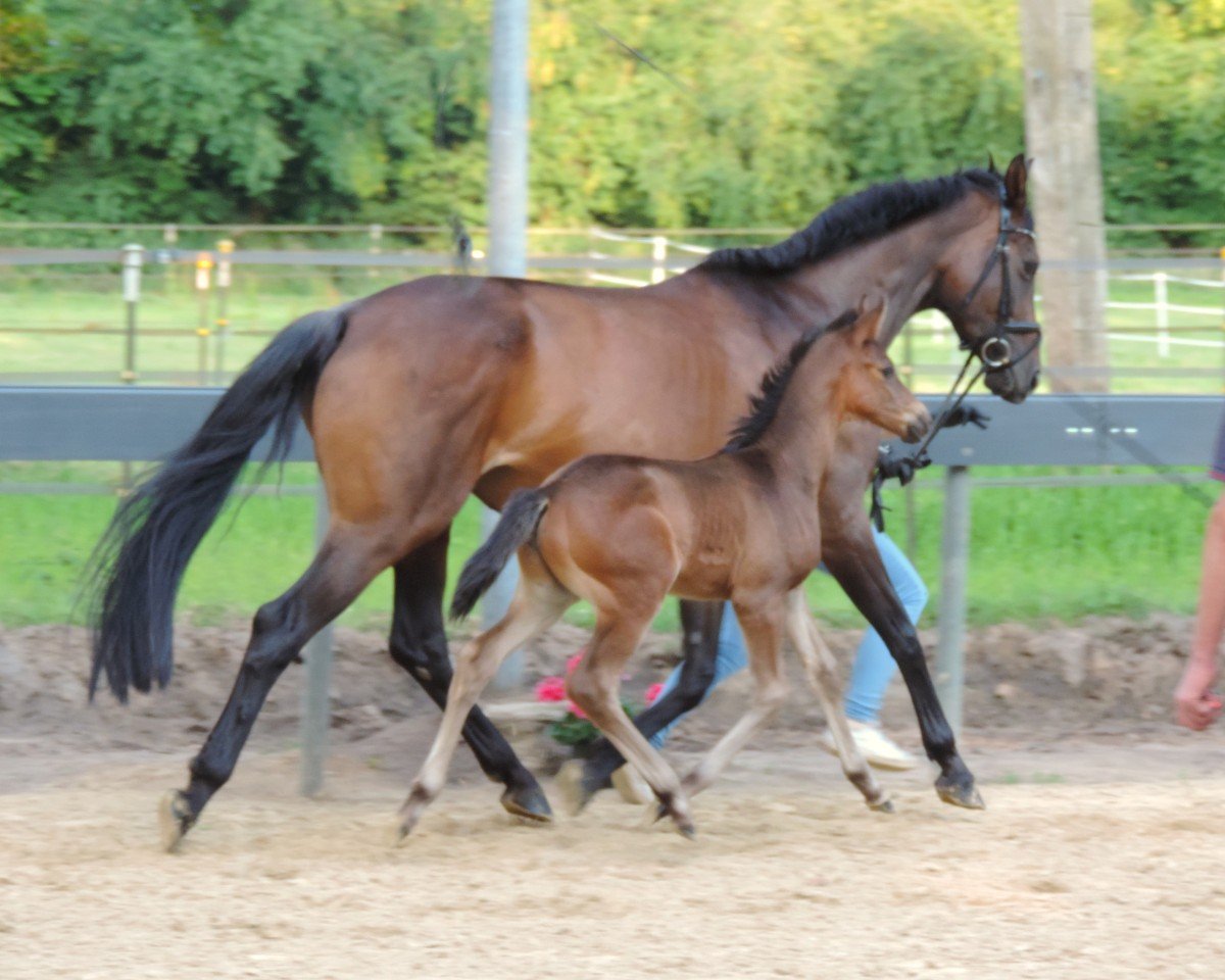 horse Incredible (Trakehner, 2024, from TSF Gaspard ND)