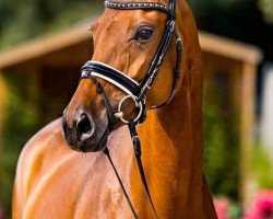 Zuchtstute Zafira (Hannoveraner, 2020, von Blue Hors Zackerey)