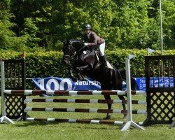 jumper Daily News P (Westphalian, 2016, from Diatendro)