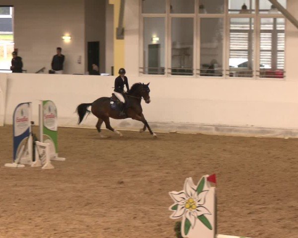 Reitturnier Stadl-Paura 2024