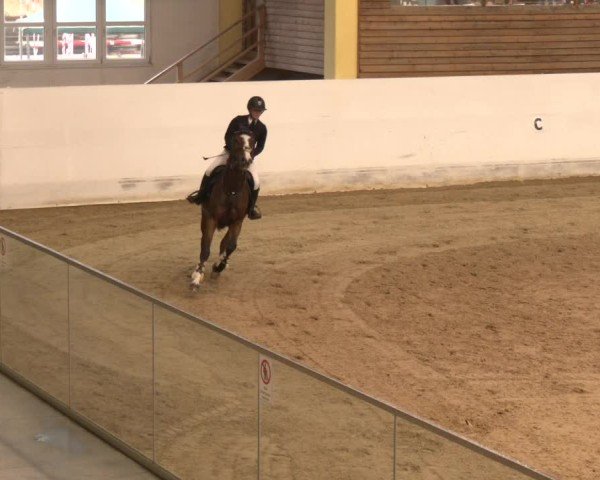 Reitturnier Stadl-Paura 2024
