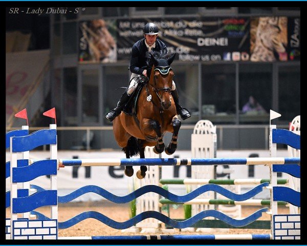 jumper SR - Lady Dubai (Belgian Warmblood, 2017, from Jenson van't Meulenhof)