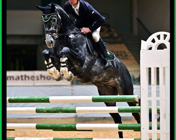 jumper SR - Sir Royal - Z (Zangersheide riding horse, 2020, from Malito de Reve)