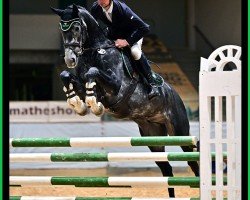 jumper SR - Sir Royal - Z (Zangersheide riding horse, 2020, from Malito de Reve)
