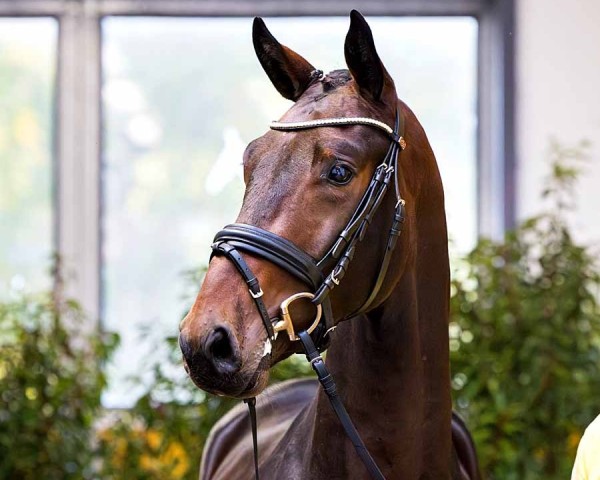horse Fürstentanz (Hanoverian, 2022, from Fürst Belissaro)