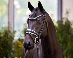 Pferd Hengst von Total Diamond / Secret (Oldenburger, 2022, von Total Diamond PS)