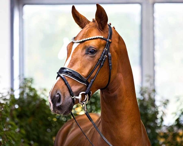 horse Ferdinand B (Hanoverian, 2022, from Freigeist)